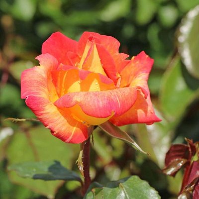 Саджанець троянди Тантау Caribia (Карібія)(закритий корінь) 1606333599 фото