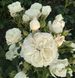 Саджанець троянди піоновидної "Вайт Піано" (закритий корінь) 000084 фото 1