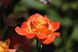 Саджанець троянди Поульсен Flora Danica (Флора Даніка)(закритий корінь) 1606333649 фото 2