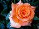 Саджанець троянди Поульсен Flora Danica (Флора Даніка)(закритий корінь) 1606333649 фото 1