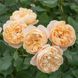 Саджанець троянди чайно-гібридної (садової) Роалд Дал (Roald Dahl)(закритий корінь) 1606333345 фото 1