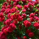 Саджанець плетистої троянди Фламентанц (Flamentanz)(закритий корінь) 1606333495 фото 1