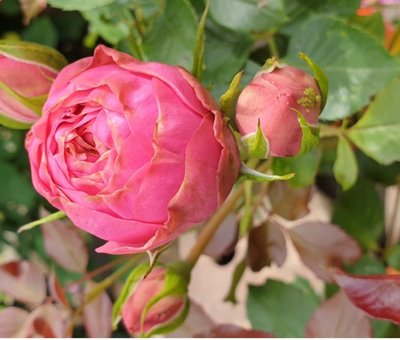 Саджанець троянди піоновидної "Хеппі Піано" (закритий корінь) 000085 фото