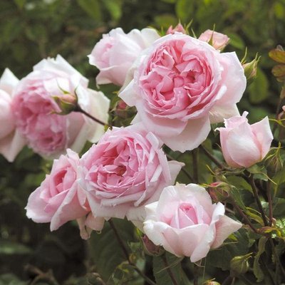 Саджанець англійської троянди Зе Веджвуд Роуз (The Wedgwood Rose)(закритий корінь) 1606333396 фото