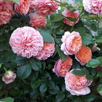 Саджанець троянди Тантау Chippendale (Чіппендейл)(закритий корінь) 1606333600 фото
