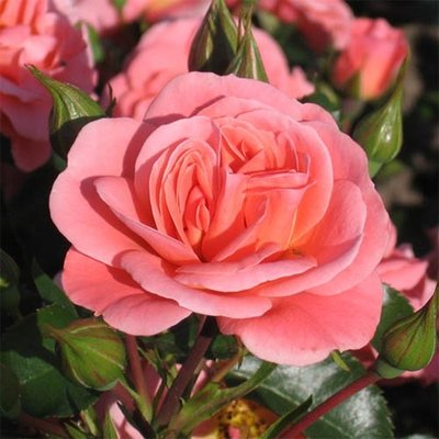Саджанець троянди Поульсен Fredensborg (Фреденсборг)(закритий корінь) 1606333650 фото