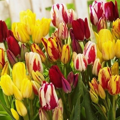 Саджанець тюльпану Multiflowering Mix 1606334196 фото