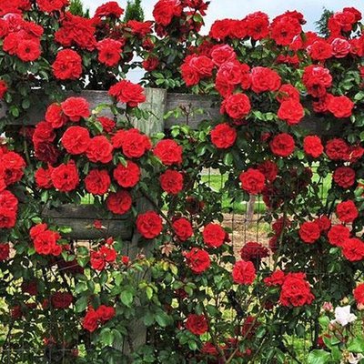 Саджанець плетистої троянди Флорентина (Florentina)(закритий корінь) 1606333496 фото