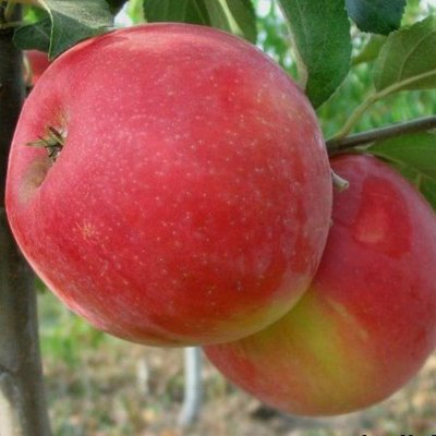 Саджанець яблуні "Хоней Крисп" (зимовий сорт, пізній термін дозрівання) 1606333808 фото