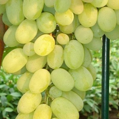 Саджанець винограду столового "Плевен" (ранній термін дозрівання, морозостійкий ) 1606333701 фото