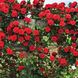 Саджанець плетистої троянди Флорентина (Florentina)(закритий корінь) 1606333496 фото 1