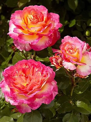 Саджанець троянди Поульсен Gorgeous (Чудова)(закритий корінь) 1606333651 фото