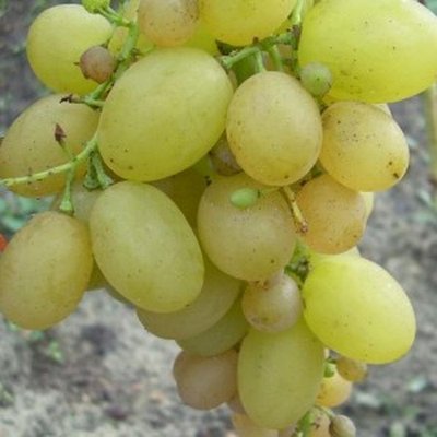 Саджанець винограду столового "Мускат жемчужний" ( ранній термін дозрівання ) 1606333702 фото