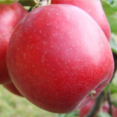 Саджанець яблуні "Евеліна" (зимовий сорт, пізній термін дозрівання) 1606333809 фото