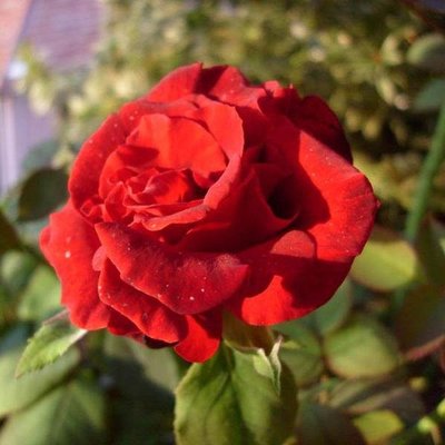 Саджанець троянди Тантау Clb. Grand Chateau (Велике Шато)(закритий корінь) 1606333601 фото