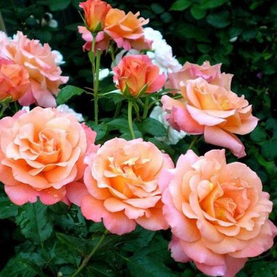 Саджанець плетистої троянди Фрайзінгер Моргенрёте (Freisinger Morgenrote)(закритий корінь) 1606333497 фото