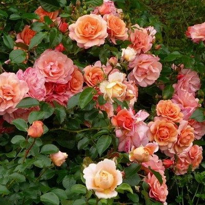 Саджанець плетистої троянди Апрікола (Aprikola)(закритий корінь) 1606333447 фото