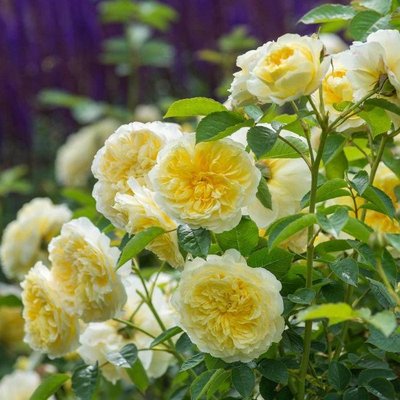 Саджанець англійської троянди Зе Пілігрим (The Piligrim)(закритий корінь) 1606333397 фото
