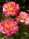 Саджанець троянди Поульсен Gorgeous (Чудова)(закритий корінь) 1606333651 фото 1