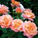 Саджанець плетистої троянди Фрайзінгер Моргенрёте (Freisinger Morgenrote)(закритий корінь) 1606333497 фото 1