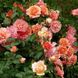 Саджанець плетистої троянди Апрікола (Aprikola)(закритий корінь) 1606333447 фото 1
