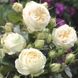Саджанець троянди піоновидної "Ведінг Піано" (закритий корінь) 000086 фото 1