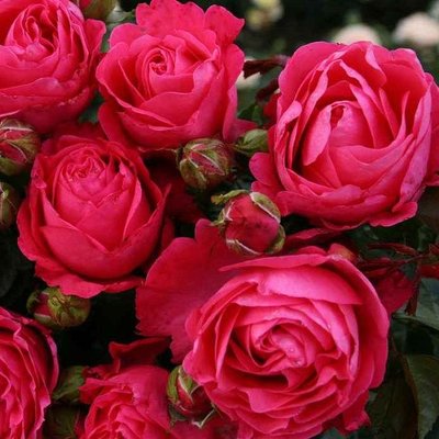 Саджанець плетистої троянди Черрі Леді (Cherry Lady)(закритий корінь) 1606333498 фото