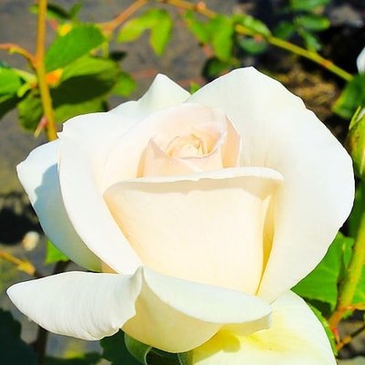 Саджанець троянди Поульсен Helena Renaissance (Хелена Ренесанс)(закритий корінь) 1606333652 фото