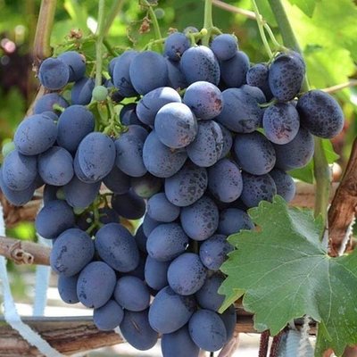 Саджанець винограду столового "Айваз"( ранній термін дозрівання)Колізований! 1606333703 фото