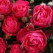 Саджанець плетистої троянди Черрі Леді (Cherry Lady)(закритий корінь) 1606333498 фото 1