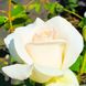 Саджанець троянди Поульсен Helena Renaissance (Хелена Ренесанс)(закритий корінь) 1606333652 фото 1