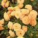 Саджанець троянди Тантау Clementine (Клементин)(закритий корінь) 1606333602 фото 1