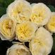 Саджанець троянди піоновидної "Вувузела Вайт" (закритий корінь) 000087 фото 1