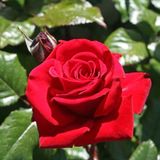 Саджанець троянди Поульсен Ingrid Bergman (Інгрід Бергман)(закритий корінь) 1606333653 фото