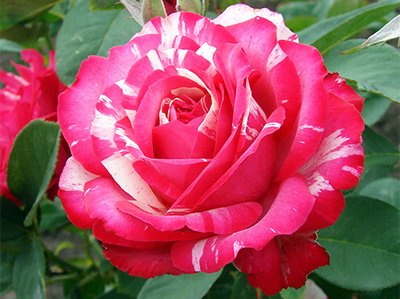Саджанець троянди чайно-гібридної (садової) Сатіна (закритий корінь) 0000000042 фото