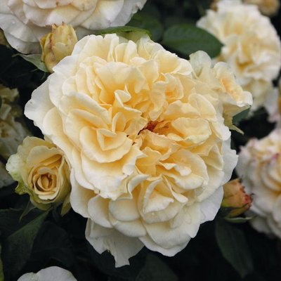 Саджанець троянди Тантау Comtessa (Комтесса)(закритий корінь) 1606333603 фото