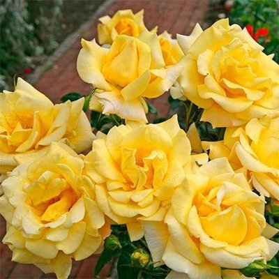 Саджанець плетистої троянди Бероліна (Berolina)(закритий корінь) 1606333449 фото