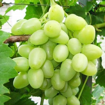 Саджанець винограду столового "Аркадія" (ранній термін дозрівання, один з кращих сортів в Україні) 1606333704 фото