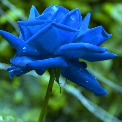 Саджанець троянди чайно-гібридної (садової) Сантори Блакитна Троянда (Suntory Blue Rose Applause)(закритий кор 1606333349 фото