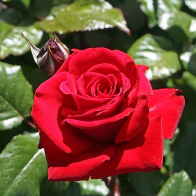 Саджанець троянди Поульсен Ingrid Bergman (Інгрід Бергман)(закритий корінь) 1606333653 фото
