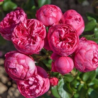 Саджанець троянди піоновидної " Кінг Георг" (закритий корінь) 000088 фото