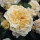 Саджанець троянди Тантау Comtessa (Комтесса)(закритий корінь) 1606333603 фото 1