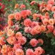 Саджанець плетистої троянди Шоне Фом Зєє (Schöne vom See)(закритий корінь) 1606333499 фото 1