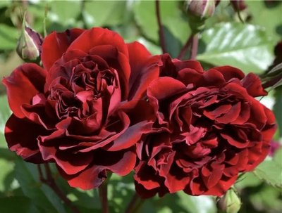 Саджанець троянди Поульсен Isabel Renaissance (Ізабель Ренесанс)(закритий корінь) 1606333654 фото