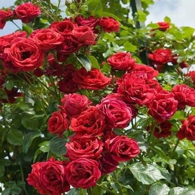 Саджанець плетистої троянди Бордо (Bordeaux)(закритий корінь) 1606333450 фото