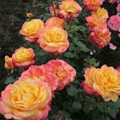 Саджанець плетистої троянди Шпілварк (Speelwark)(закритий корінь) 1606333500 фото