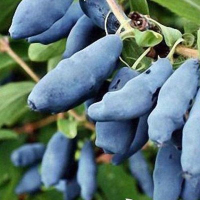 Саджанець жимолості їстівної "Блакитне Веретено" (ранній термін дозрівання, не урожається хворобами і 1606333760 фото