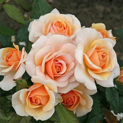 Саджанець троянди чайно-гібридної (садової) Світ Хані (Sweet Honey)(закритий корінь) 1606333350 фото