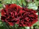 Саджанець троянди Поульсен Isabel Renaissance (Ізабель Ренесанс)(закритий корінь) 1606333654 фото 1