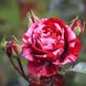 Саджанець троянди Тантау Deep Impression (Глибоке враження)(закритий корінь) 1606333604 фото 1
